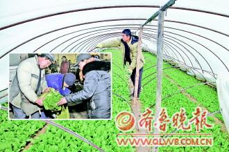 大棚種菜成本高昂 菜價上漲背后菜農難掙錢的困局