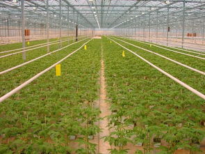 新型太陽能發電溫室 種菜發電兩不誤的生產革命
