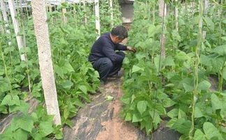 大棚種菜揭秘 為什么菜豆整枝要重點保留下部側蔓？原來有說法