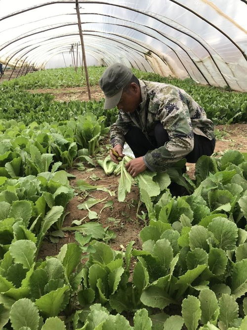 大棚蔬菜喜豐收，線上線下忙銷售
