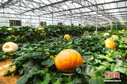400余個中外蔬菜新品種齊聚第二十七屆壽光菜博會大棚種菜展區