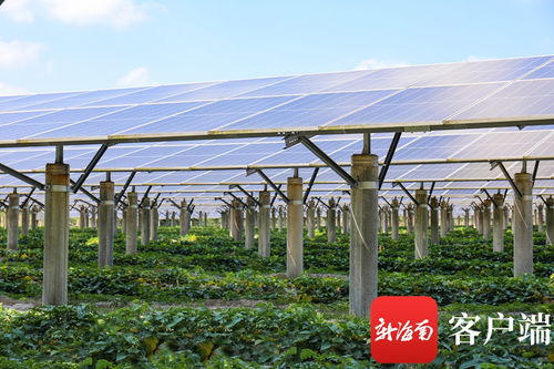 大唐文昌光伏電站 以“農光互補”之光，照亮惠農增收之路