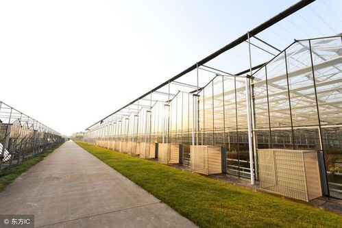 大棚種菜之外 那些你意想不到的創意用途