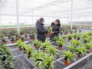 天津市首個光伏農業科技產業園初步建成，蔬菜大棚能發電又能種菜
