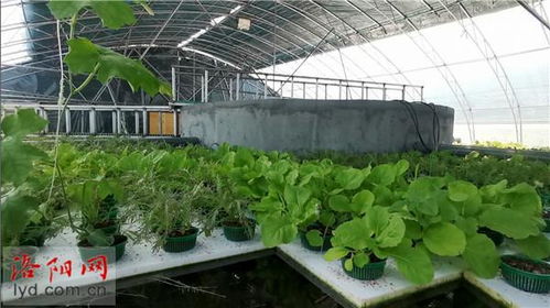 白石崖村 石頭縫里養大蝦，水上種菜好風光