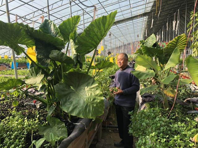 養魚種菜大棚玩起“混搭” 平度土專家培植魚菜共生農產品