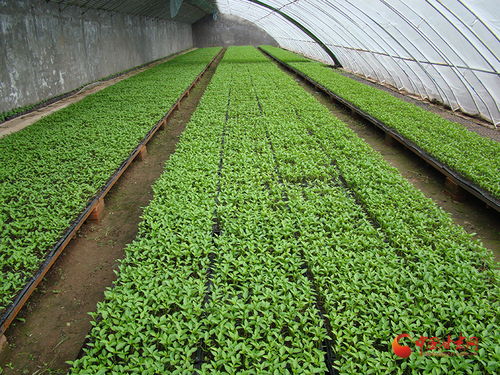華亭 致富路子“種”出來，大棚種菜成“金飯碗”