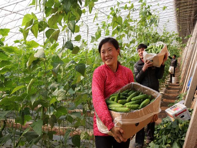 大棚種菜，為什么在村中已經無人稀罕了呢？老農道出了這三個原因